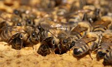 ミツバチのひみつ：自然界の小さなヒーロー(二)